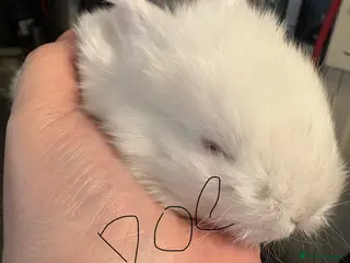 French Lop rabbits French lops - Advert 9