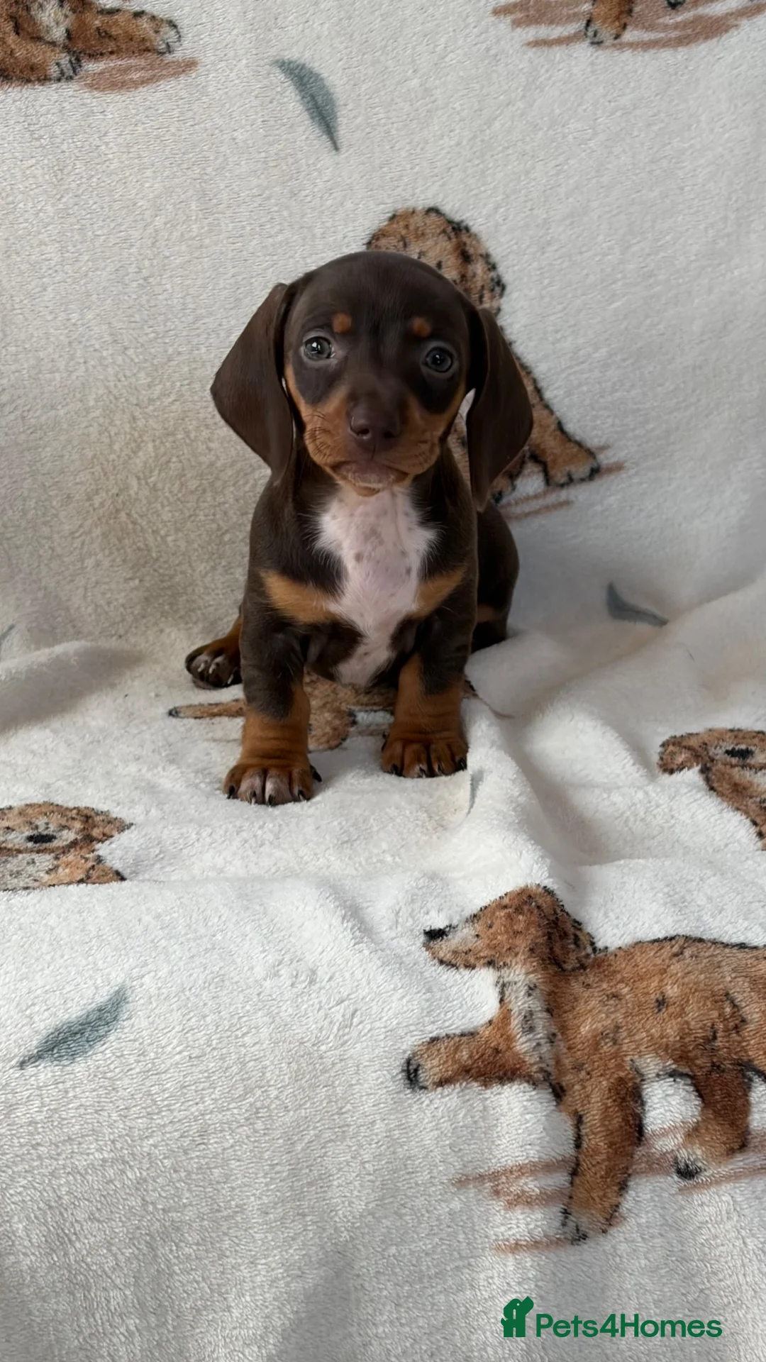 Dachshund dogs for sale: Dachshund puppies for sale  in Basildon - Advert 20