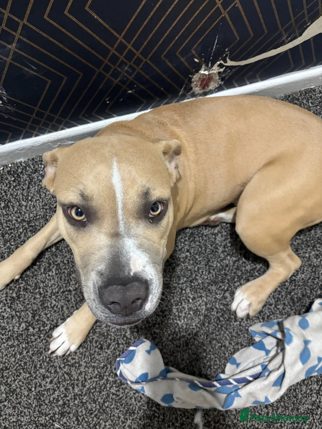 Mixed Breed dogs for sale: Female cane corso x staffy in Cradley Heath - Advert 3
