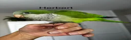 Parrots birds for sale: Silly tame Quaker babies - Advert 10