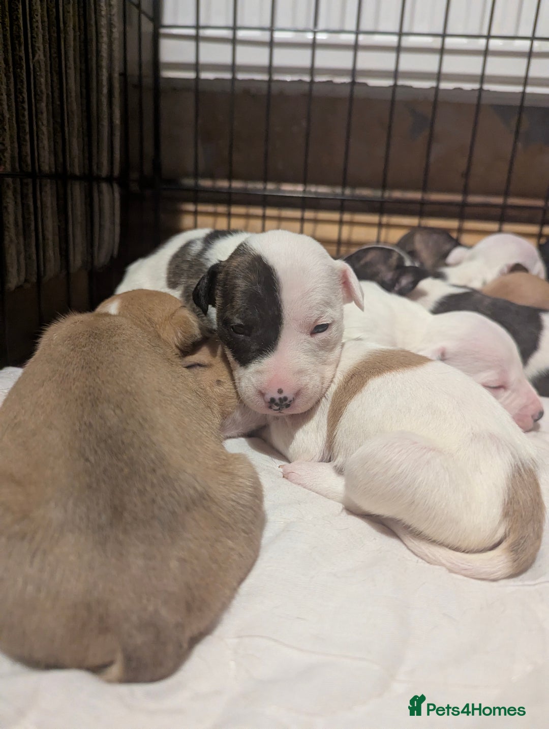English Bull Terrier dogs for sale: 7 gorgeous EBT x puppies - Advert 20