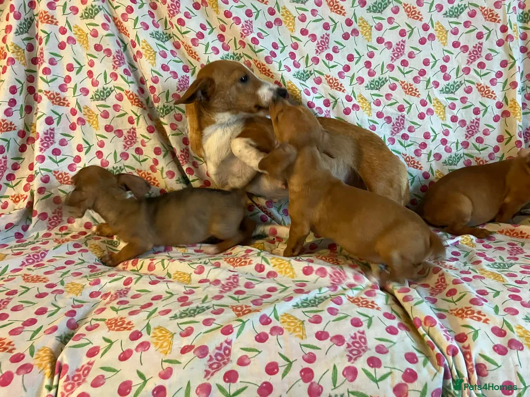 Mixed Breed dogs for sale: Miniature jack russel X Miniature dachshund  - Advert 1