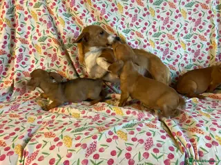 Mixed Breed dogs Miniature jack russel X Miniature dachshund - Advert 6