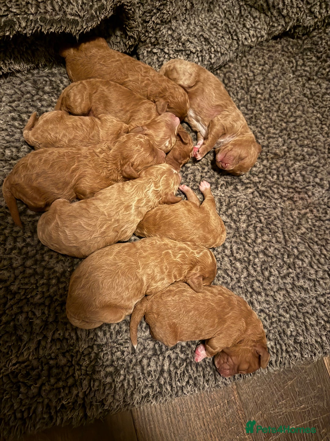 Cavapoochon dogs for sale: Toy cavapoochons  - Advert 3