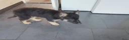 Shepsky dogs for sale: German Shepherd pups - Advert 2