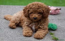 Cavapoochon dogs for sale: Gorgeous F1B Cavapoochon’s Fox Red available now. - Image 4