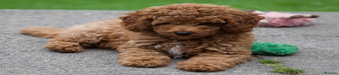 Cavapoochon Puppy Yellow Collar