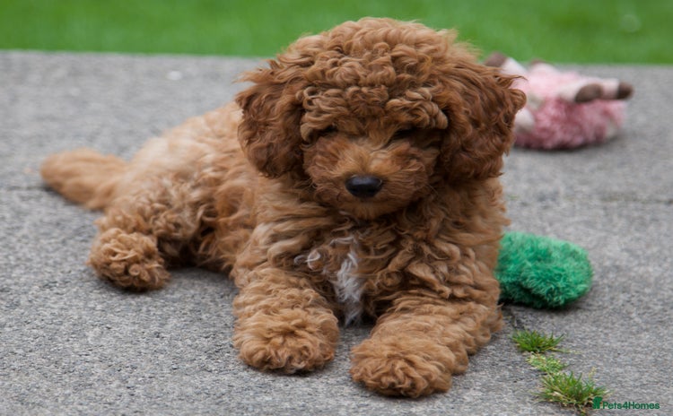 Cavapoochon dogs - Advert 1