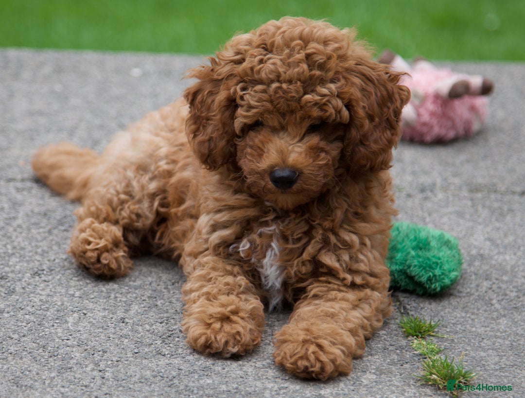 Cavapoochon dogs for sale: Gorgeous F1B Cavapoochon’s Fox Red available now. - Image 4