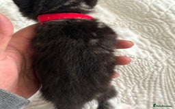 American Shorthair cats for sale: Reserve your kitten  - Image 9