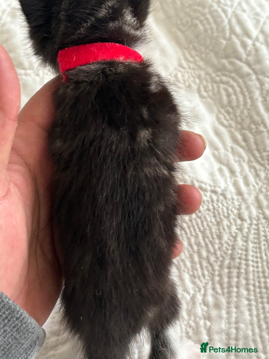 American Shorthair cats for sale: Reserve your kitten  - Image 9