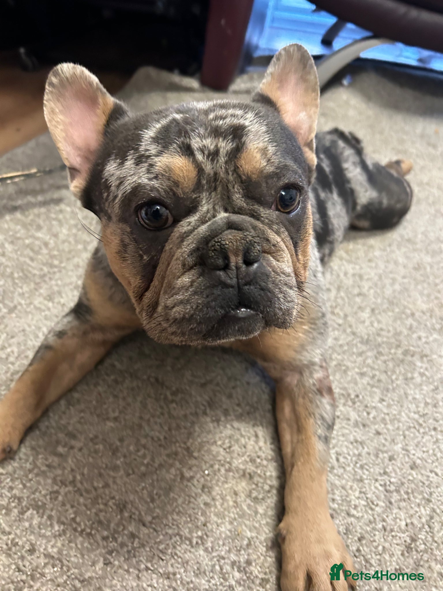 French Bulldog dogs French Bulldog Merle For Sale  - Advert 17