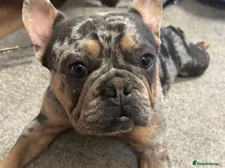 French Bulldog dogs French Bulldog Merle For Sale - Advert 17