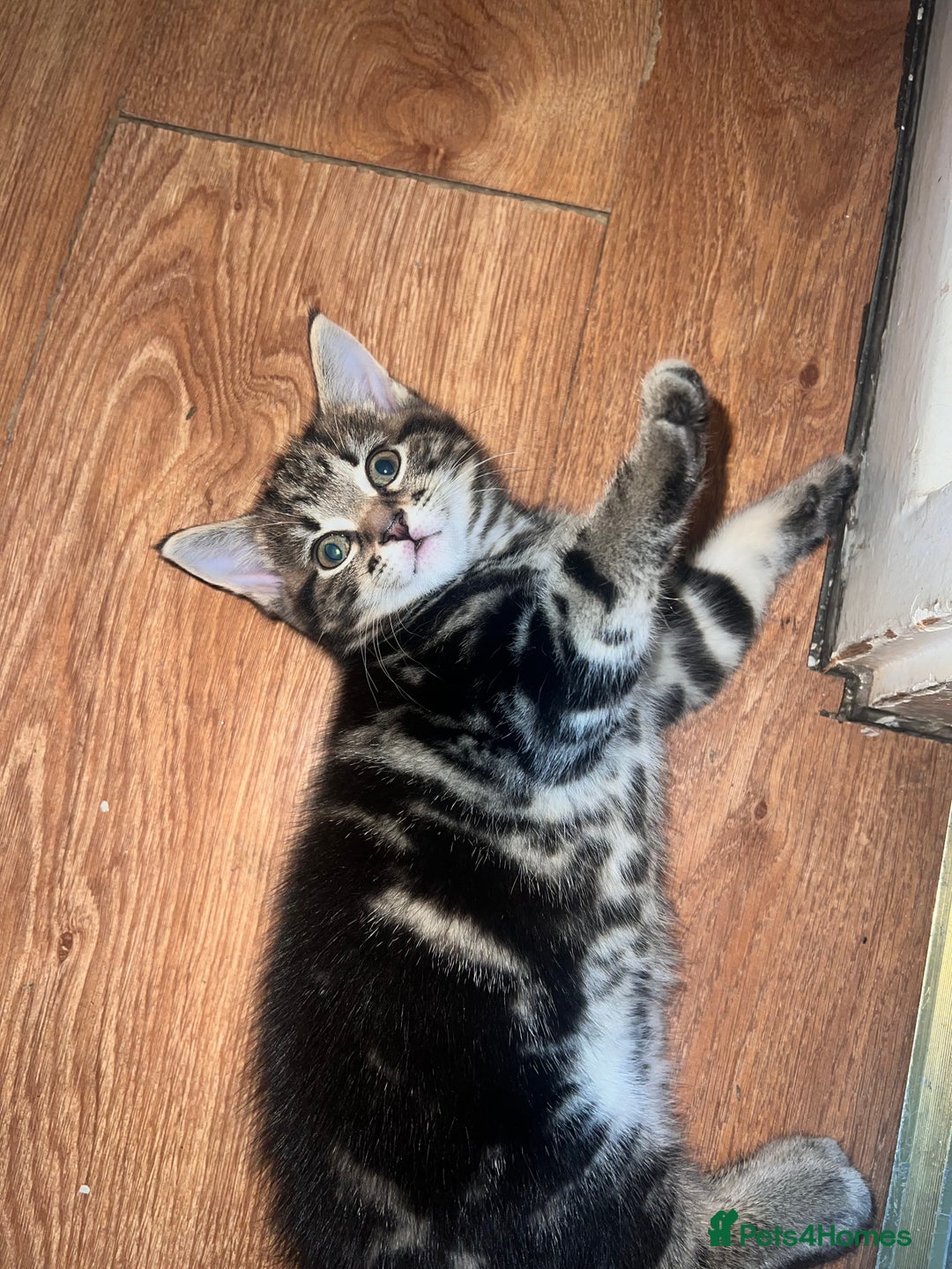 Mixed Breed cats for sale: Friendly and playful kitties  - Image 8