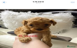 Toy Poodle dogs for sale: Asian Tiny Toy Poodle girl - Image 9