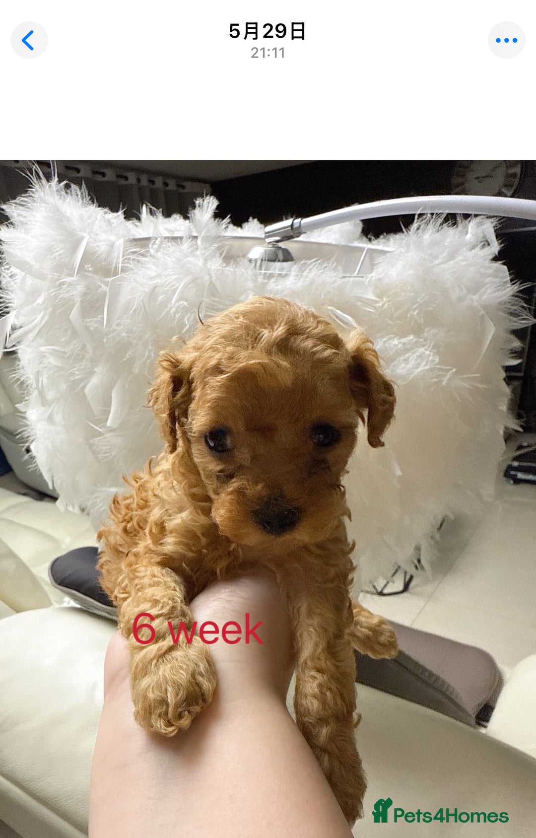 Toy Poodle dogs for sale: Asian Tiny Toy Poodle girl - Image 9