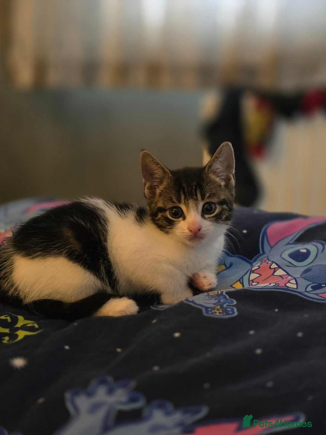 Mixed Breed cats for sale: 2 beautiful male kittens  - Image 6