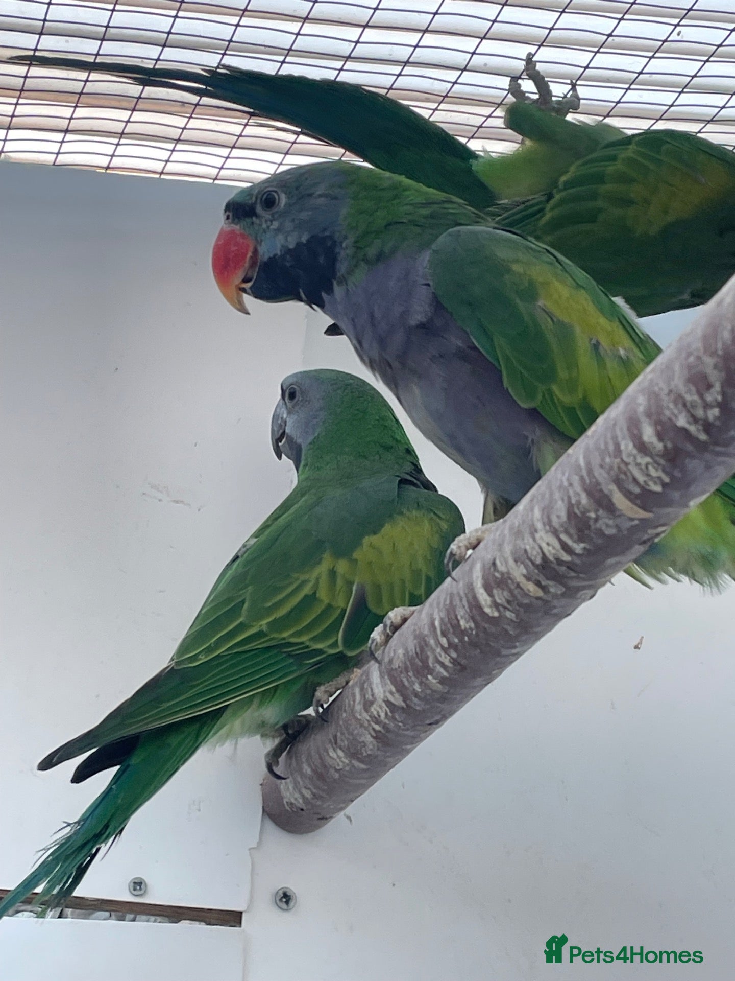 Parakeets birds Derbyan parakeets  - Advert 17