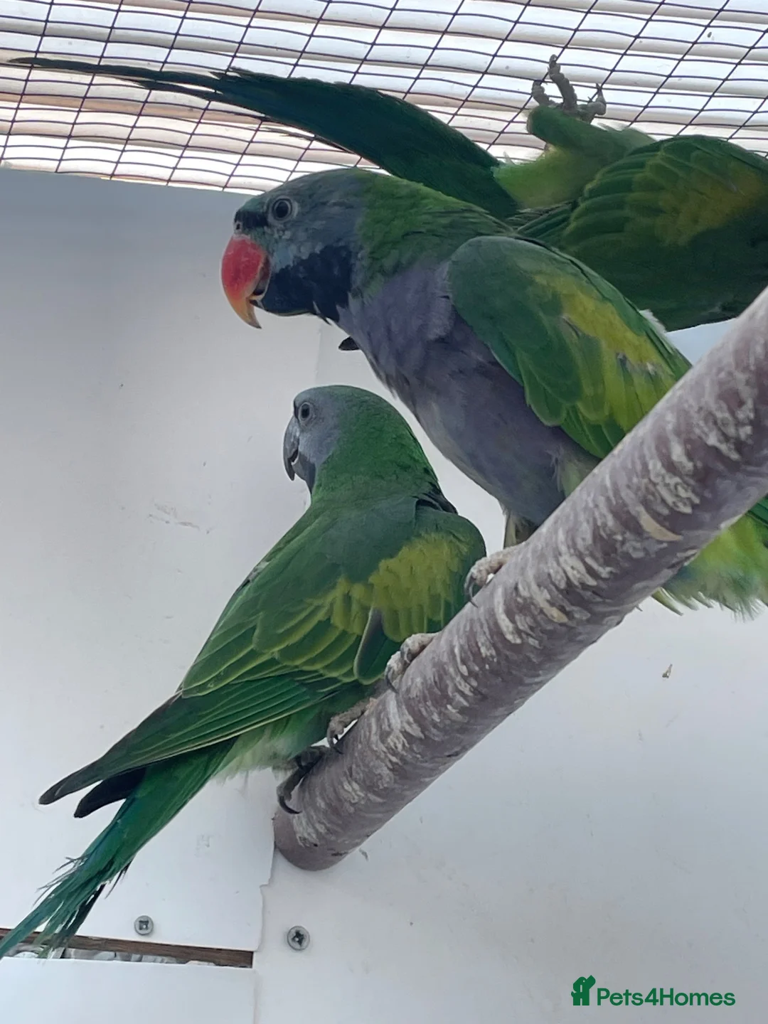 Parakeets birds for sale: Derbyan parakeets  - Advert 1