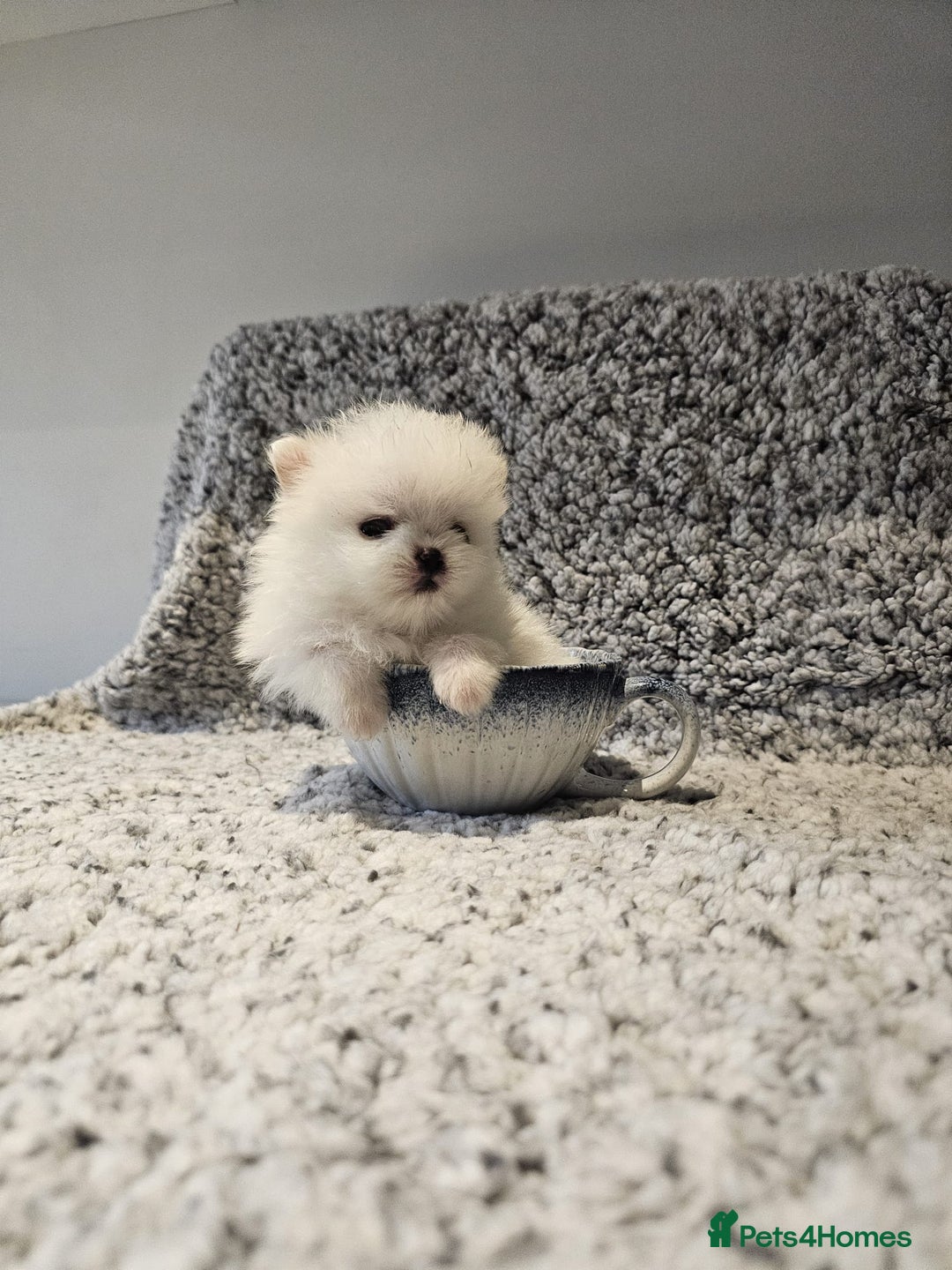 Pomeranian dogs for sale: Adorable mini Pomeranian ❤ - Advert 25