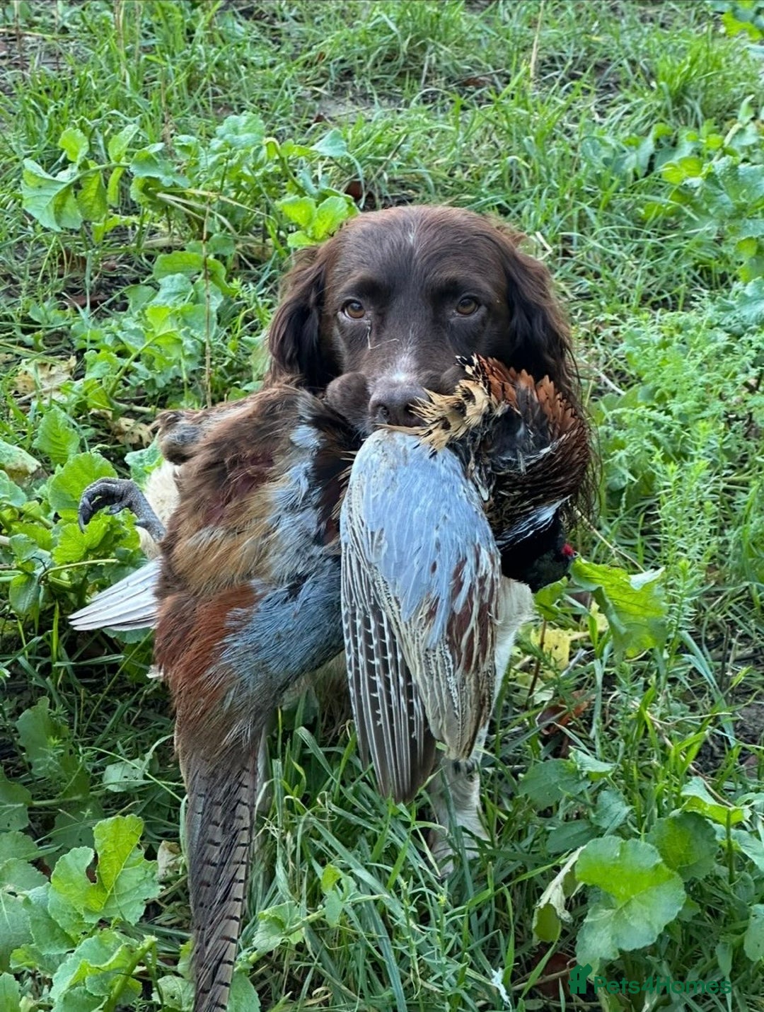 English Springer Spaniel dogs for sale: Beautiful Springer Spaniel working line - Advert 4