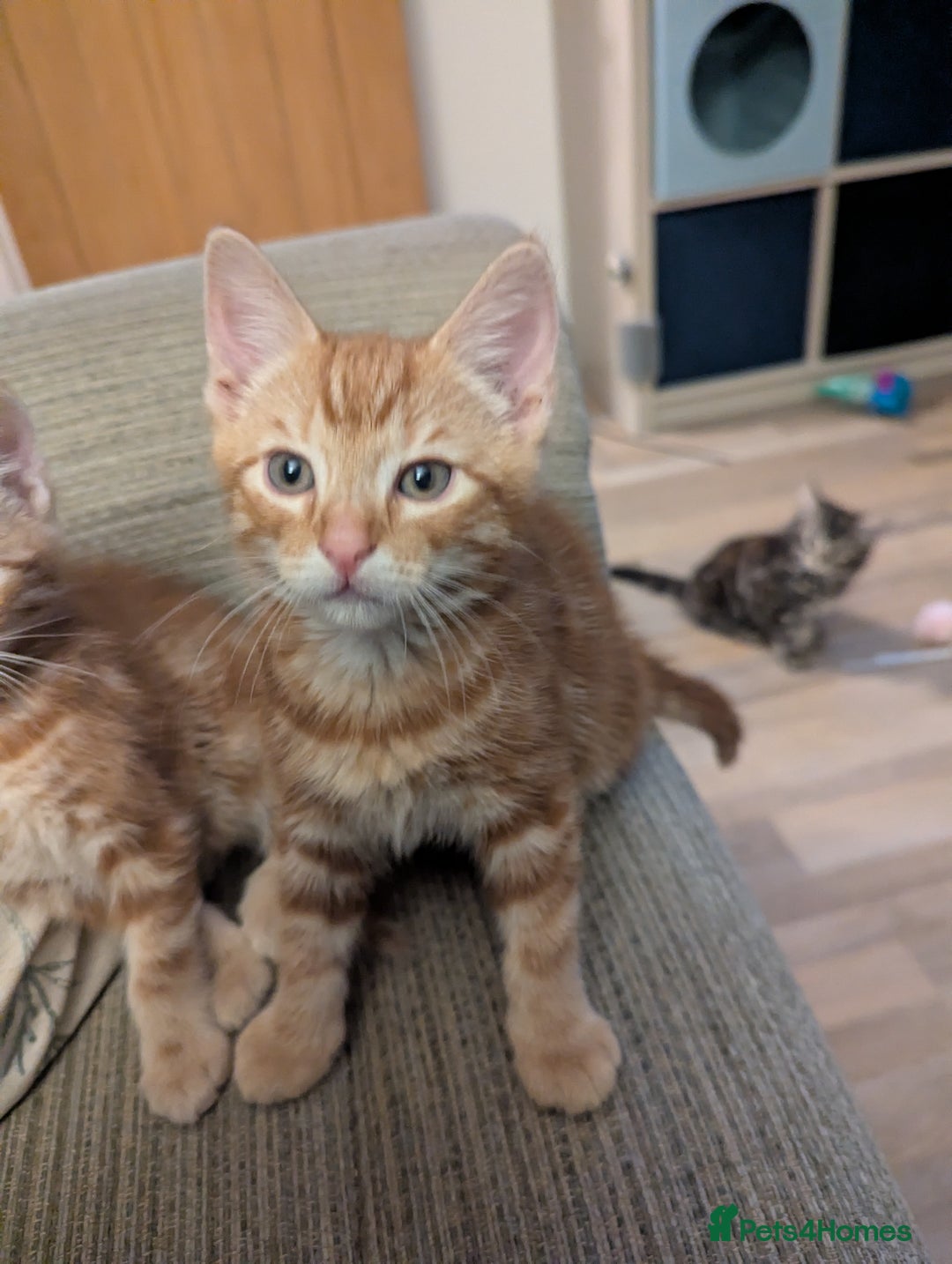 Mixed Breed cats for sale: Gorgeous ginger boys - Advert 3