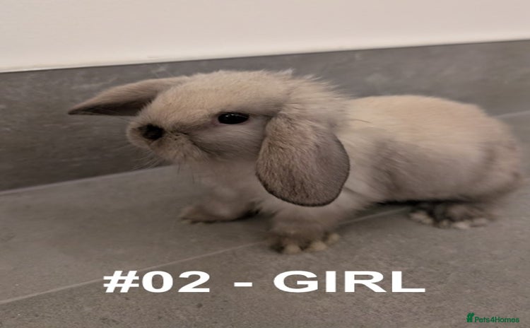 Mini Lop rabbits - Advert 1