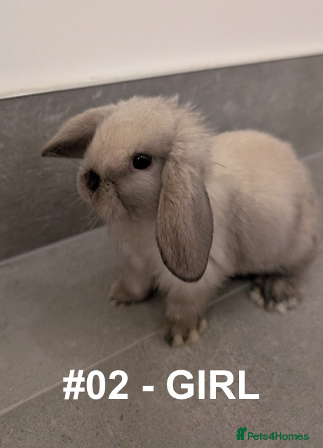 Mini Lop rabbits for sale: Exceptional Mini-Lops. Collect from: 25th October - Image 1