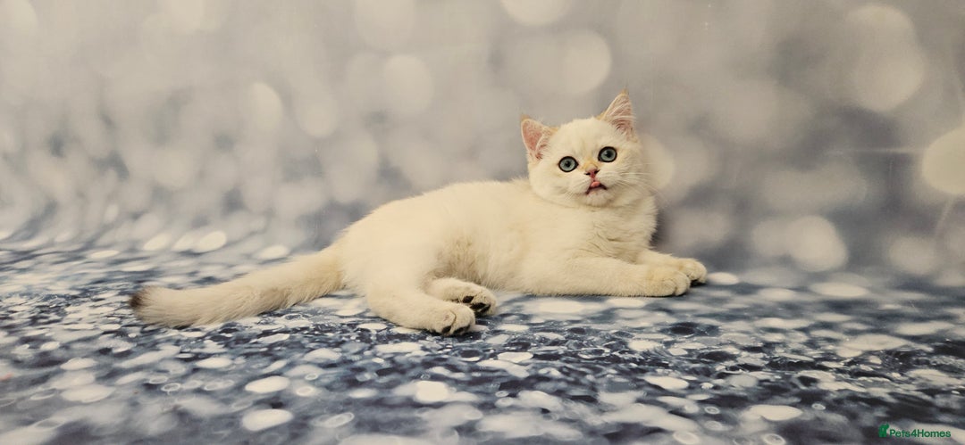 British Shorthair cats for sale: Excellent Scottish straight and fold kittens - Image 20