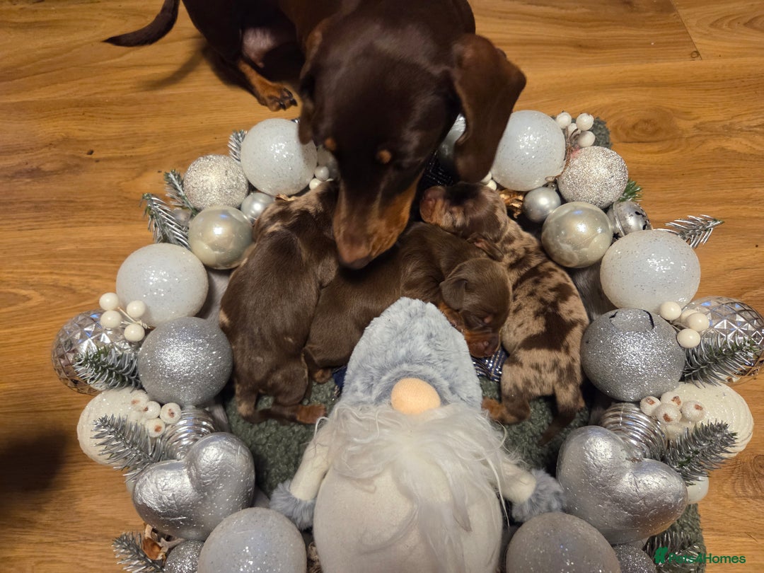 Miniature Dachshund dogs for sale:  Precious Miniature Dachshund Puppies   - Advert 14