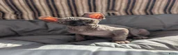 Sphynx cats for sale: Ready for reservation  - Advert 3