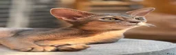 Abyssinian cats for sale: Last lovely boy😻 - Advert 1