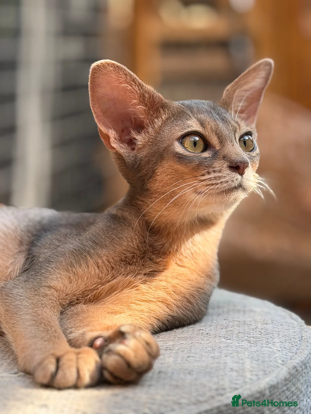 Abyssinian cats for sale: Last lovely boy😻 - Advert 1