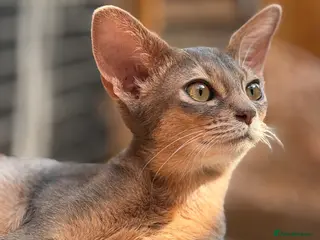 Abyssinian cats Gorgeous kittens from champion parents 😽 - Advert 14