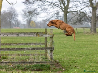 Labrador Retriever dogs 🔸DARK RED WORKING STUD KC & FULLY HEALTH TESTED🔸 in Hawes - Advert 23