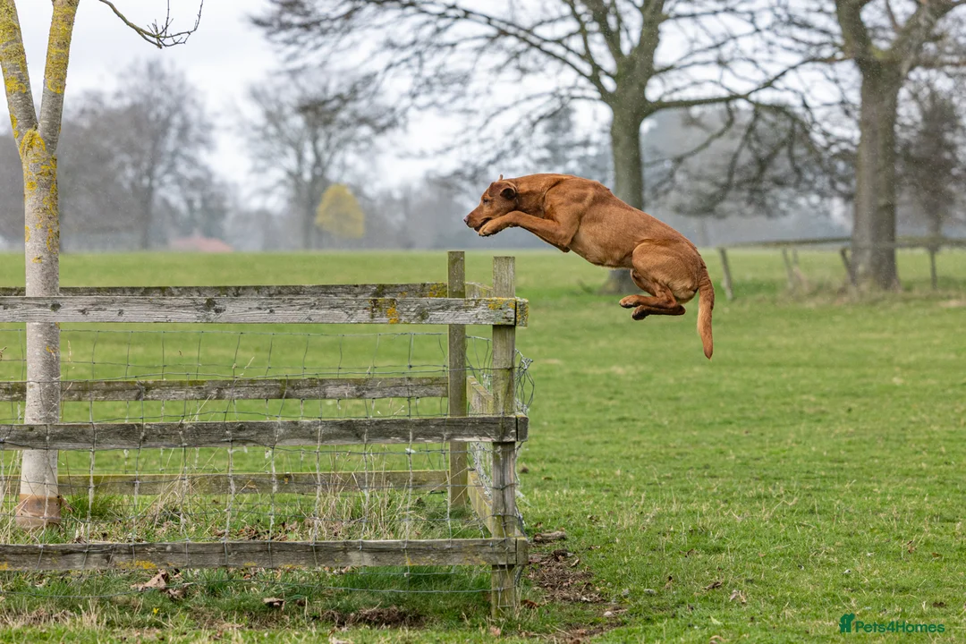 Labrador Retriever dogs for stud: 🔸DARK RED WORKING STUD KC & FULLY HEALTH TESTED🔸 in Hawes - Advert 4