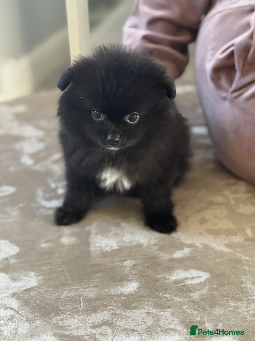 Pomeranian dogs for sale: Pomeranian puppies - Advert 2