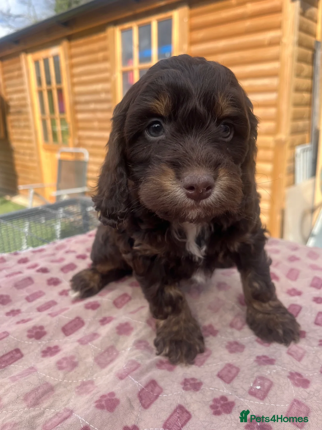Cockapoo dogs for sale: F1 Cockapoo puppies - Advert 1