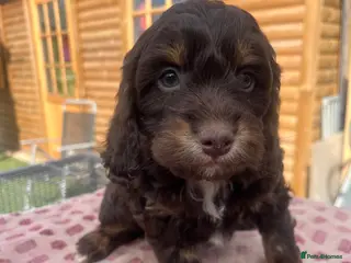 Cockapoo dogs F1 Cockapoo puppies - Advert 1