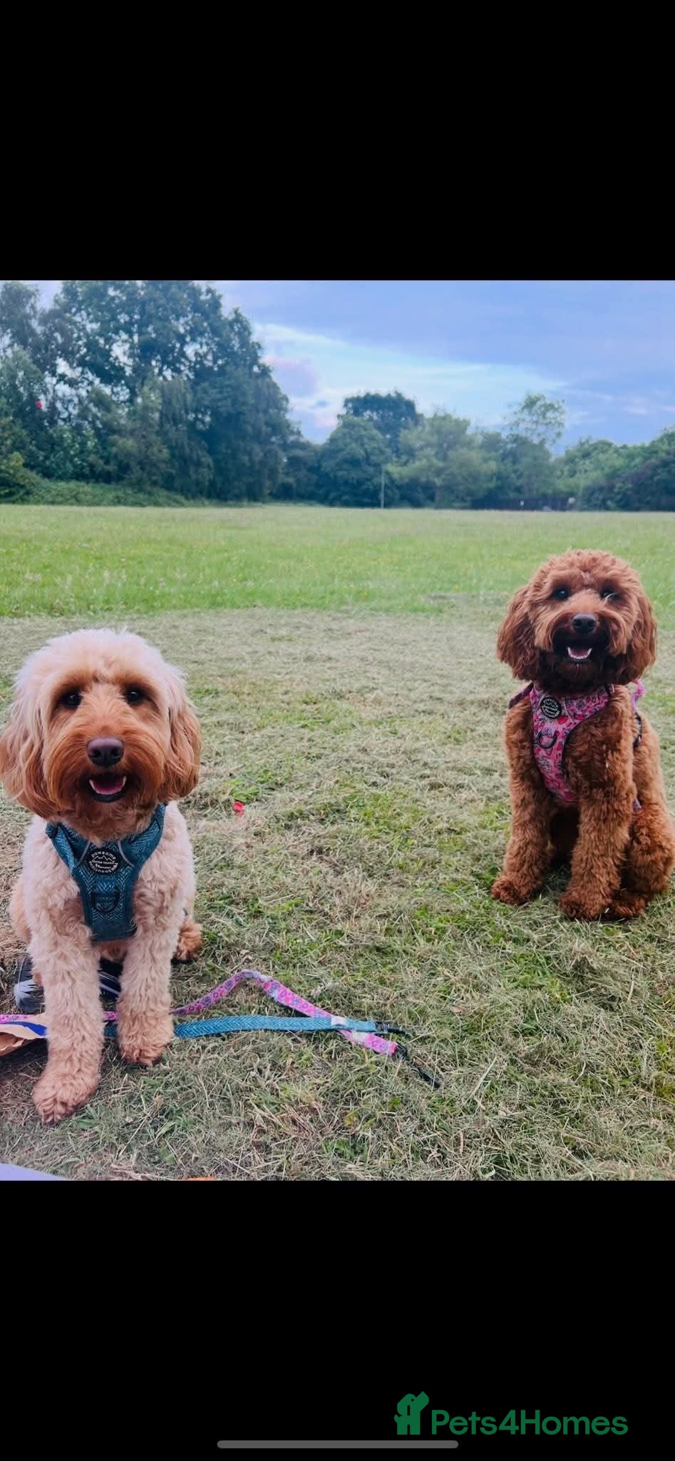 Cockapoo dogs Beautiful cockapoo puppies - Advert 1