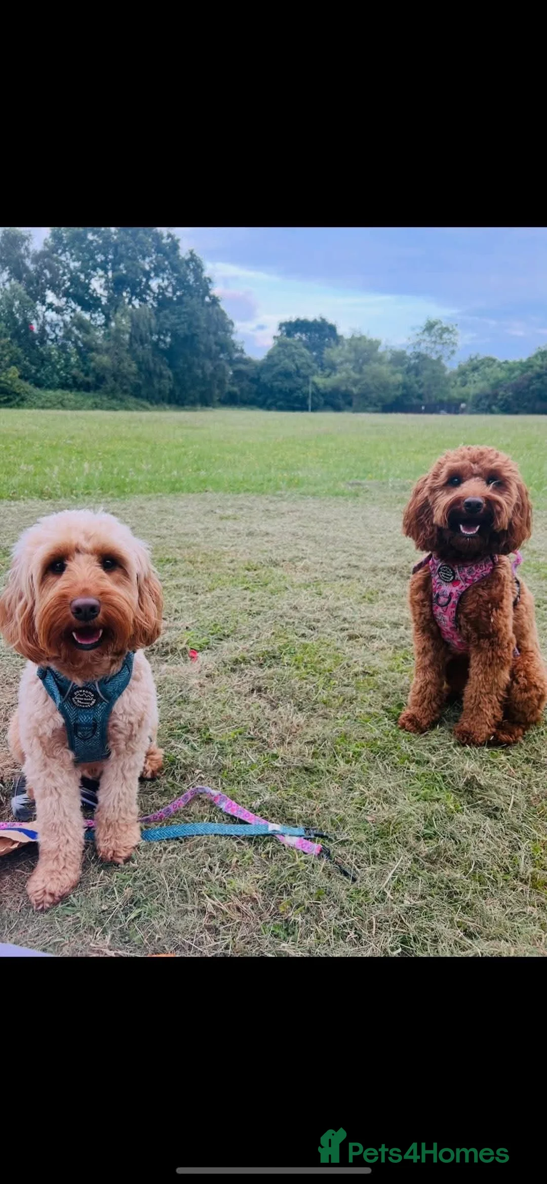 Cockapoo dogs for sale: Beautiful cockapoo puppies - Advert 1