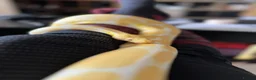 Python Snake reptiles for sale: Albino royal python 5years old  in Middlesbrough - Advert 5