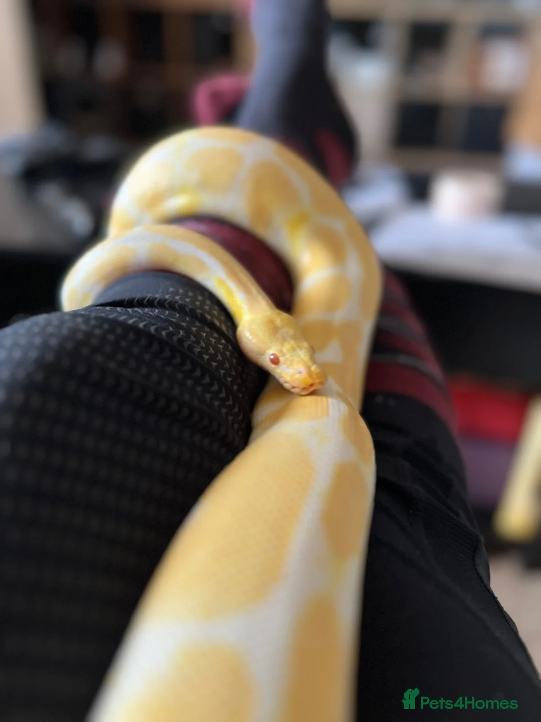 Python Snake reptiles for sale: Albino royal python 5years old  in Middlesbrough - Advert 5
