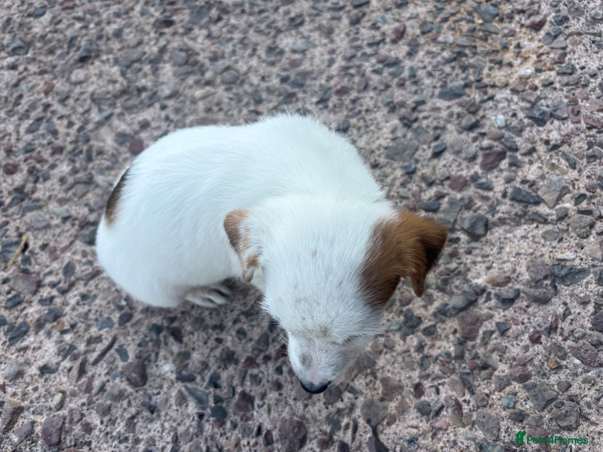 Jack Russell dogs Jack Russell girls  - Advert 6