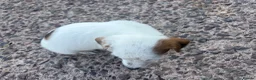 Jack Russell dogs for sale: Jack Russell girls  - Advert 4