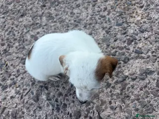 Jack Russell dogs Jack Russell girls - Advert 1