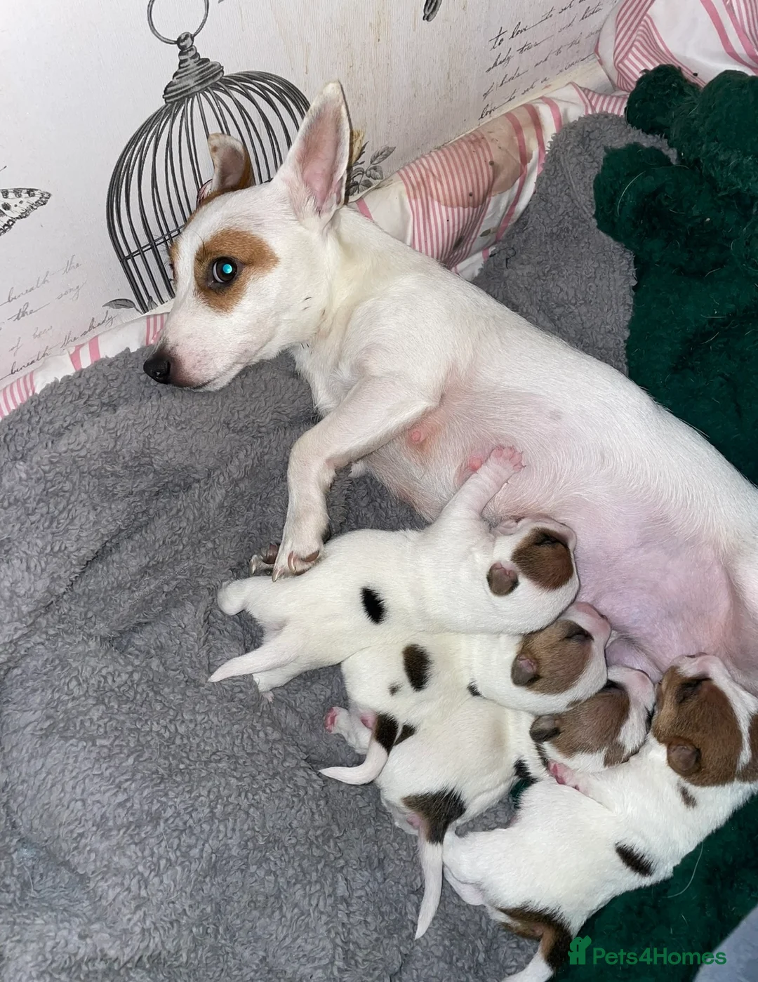 Jack Russell dogs for sale: Jack Russel pups - Advert 1