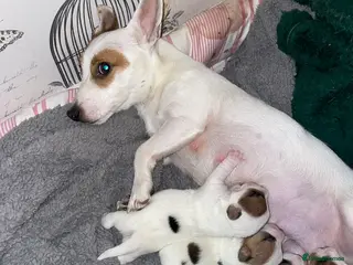 Jack Russell dogs Jack Russel pups - Advert 9