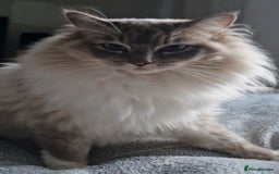 Ragdoll cats for sale: Available Ragdoll female  - Image 5