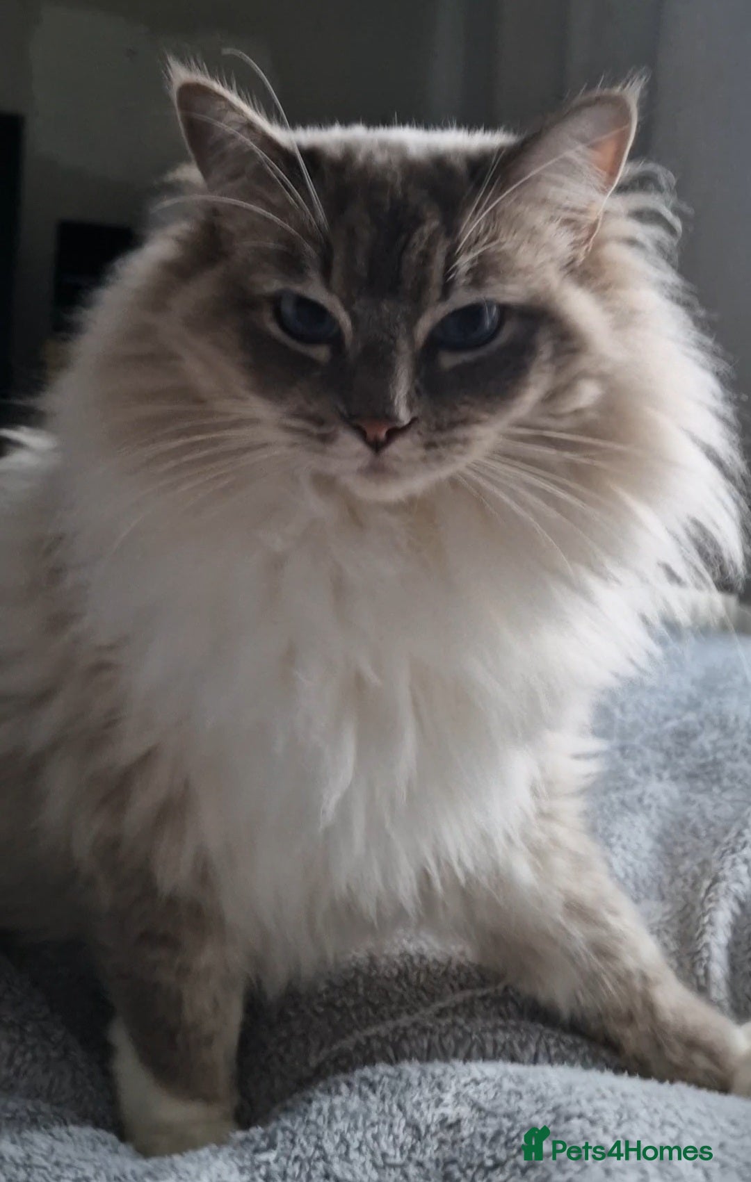 Ragdoll cats for sale: Available Ragdoll female  - Image 5